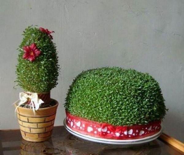 عکس سبزه عید خرفه
