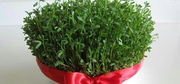 عکس سبزه عید خرفه