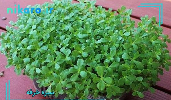عکس سبزه عید خرفه