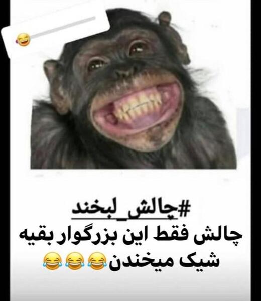 عکس میمون وقتی میخنده