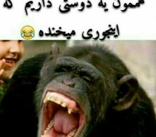 عکس میمون وقتی میخنده