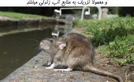 عکس موش گرزه