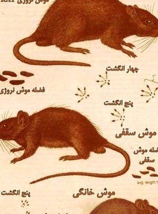 عکس موش گرزه