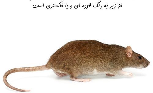 عکس موش گرزه