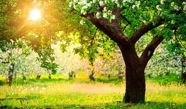 ایده عکس فصل بهار