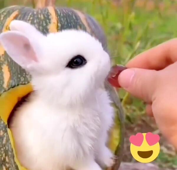 عکس سیاه سفید خرگوش