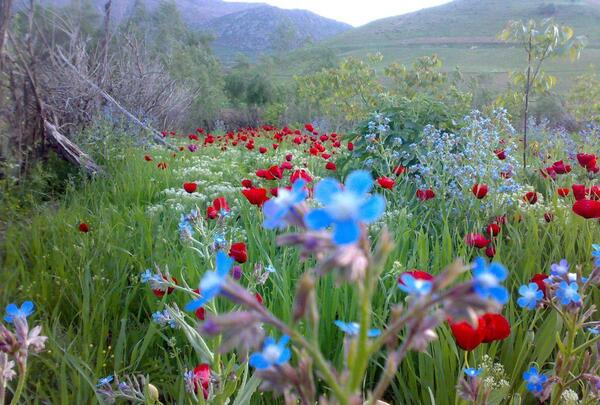 عکس طبیعت لرستان