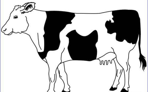 عکس گاو نقاشی