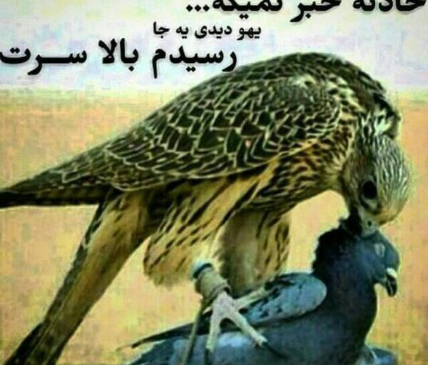 عکس پروفایل لات و لوت