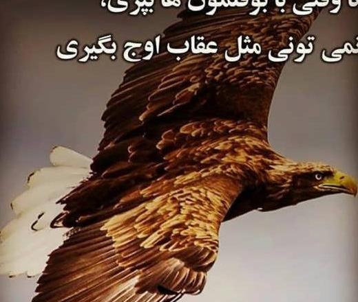 عکس عقاب روی کوه
