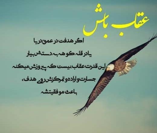 عکس عقاب روی کوه