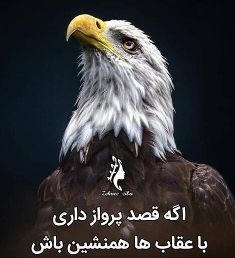 عکس عقاب روی کوه