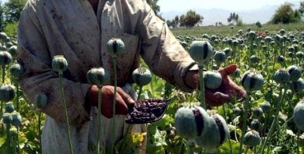 عکس تریاک حب شده
