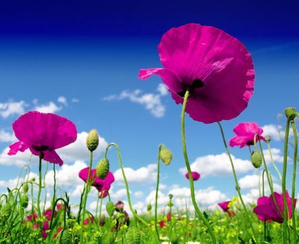عکس ذرت دانه