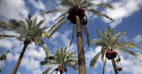 عکس ذرت دانه