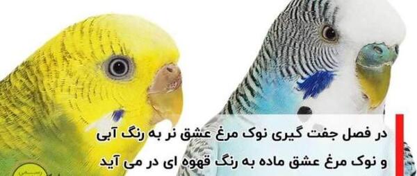 عکس هواپیما زاهدان
