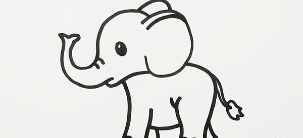 عکس شتر ساده