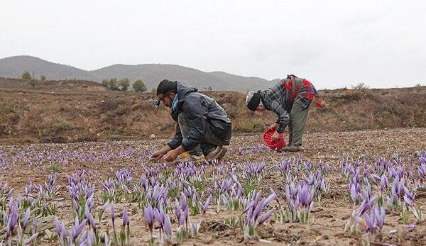 عکس های زعفران