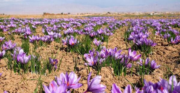 عکس های زعفران