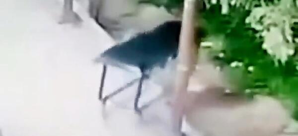 عکس کلاه جری