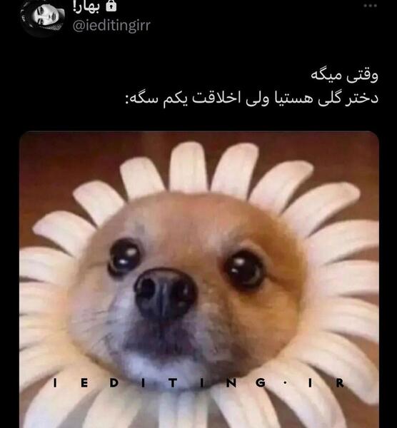 عکس میم حبیب