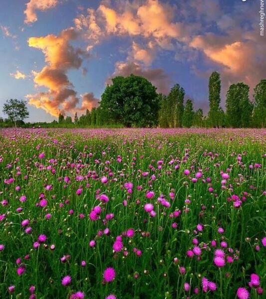 عکس عروس زیبا برای تصویر زمینه
