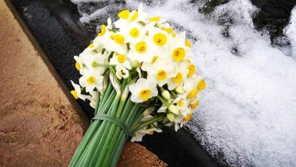 عکس گل نرگس میخوام