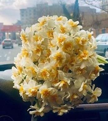 عکس گل نرگس میخوام