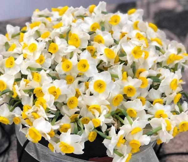 عکس گل نرگس میخوام