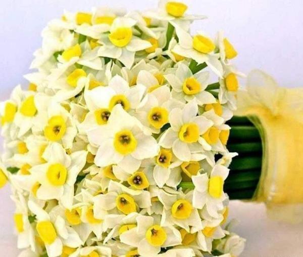 عکس گل نرگس میخوام