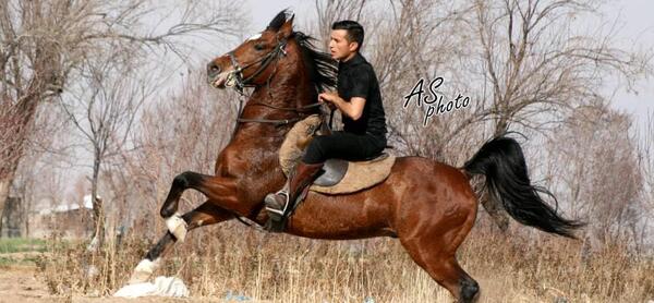 عکس داوود حیدری
