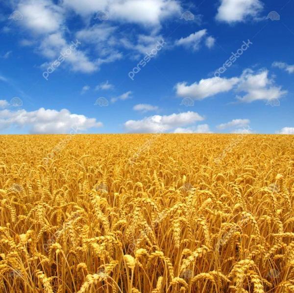 عکس منظره گندم زار