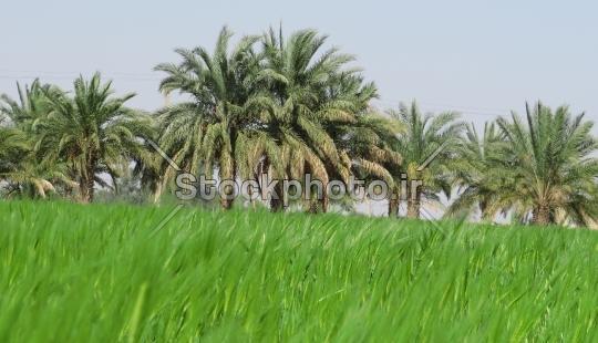عکس منظره گندم زار