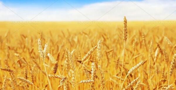 عکس منظره گندم زار