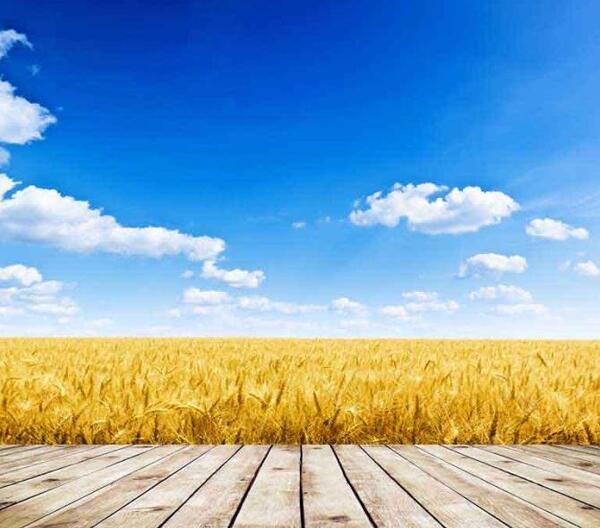 عکس منظره گندم زار
