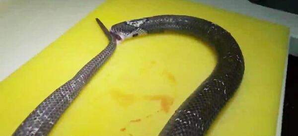 عکس غذا خوردن چینی ها