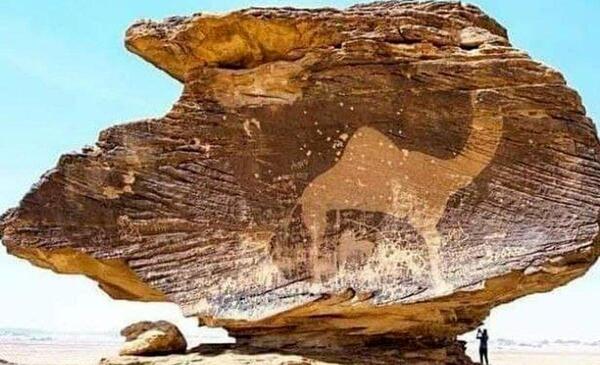 عکس چند تا شتر