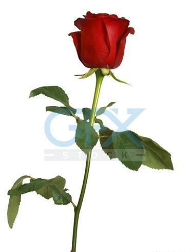 عکس گل رز قرمز تک