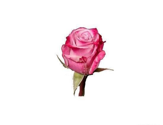 عکس گل رز قرمز تک
