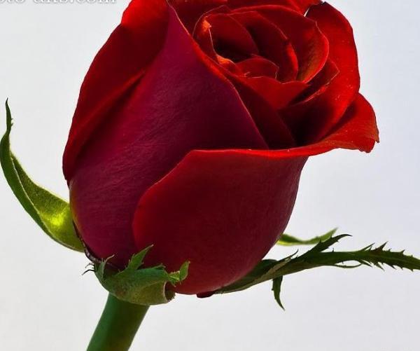 عکس گل رز قرمز تک
