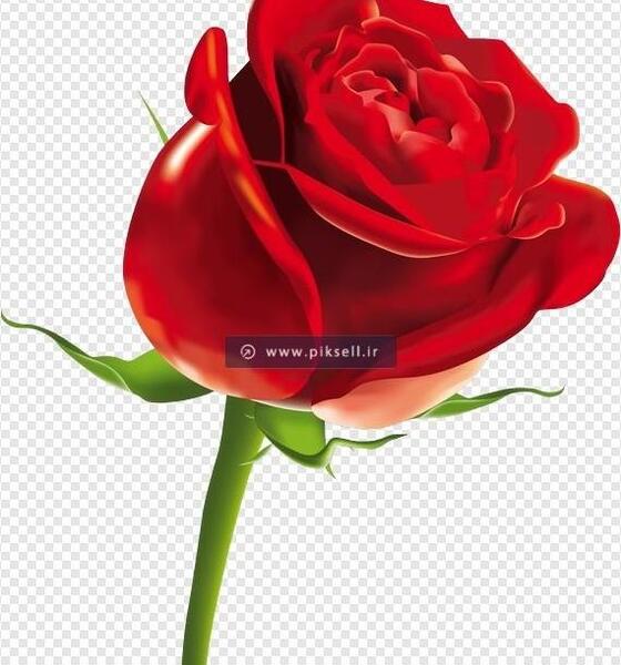 عکس گل رز قرمز تک