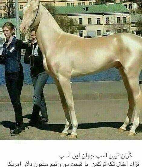 عکس اسب خوشگل ترین