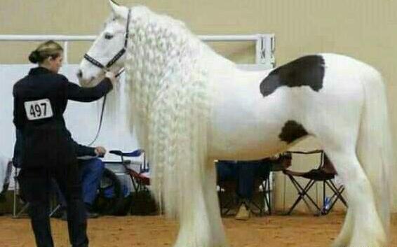 عکس اسب خوشگل ترین