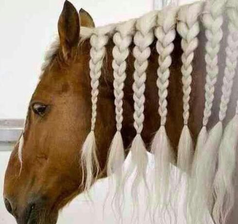 عکس اسب خوشگل ترین