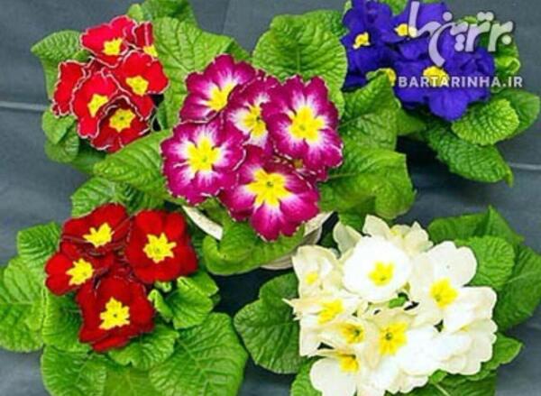 عکس گل های بهاری زیبا