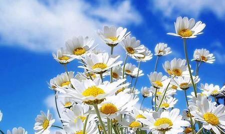 عکس گل های بهاری زیبا