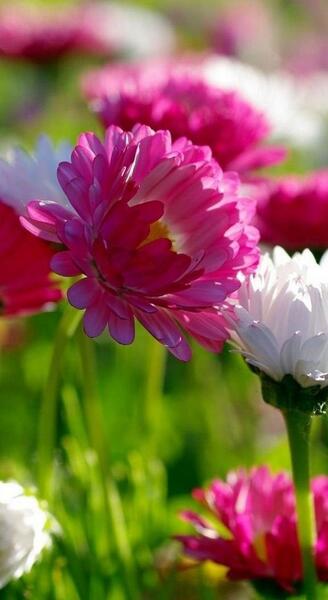 عکس گل های بهاری زیبا