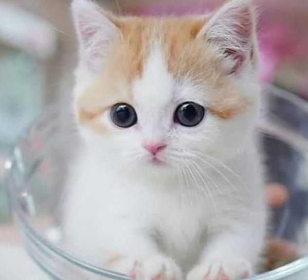 عکس گربه های فانتزی