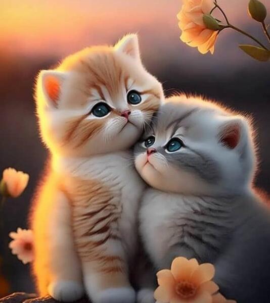 عکس گربه های فانتزی