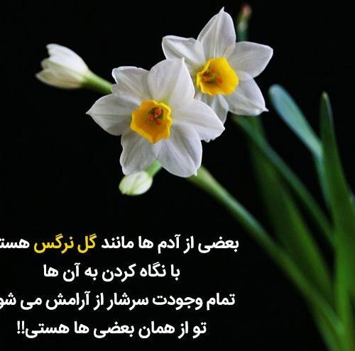 عکس گل نرگس غمگین